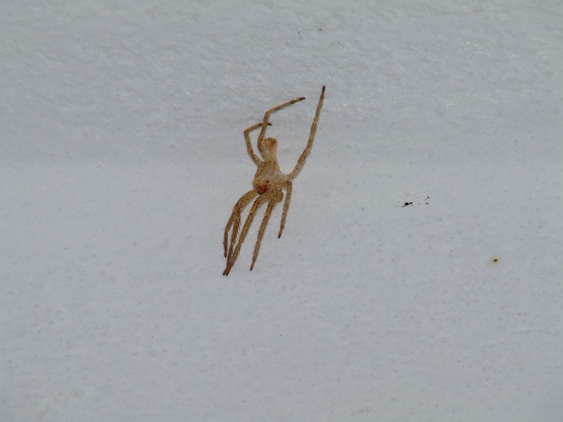 Esuvia Zoropsis spinimana